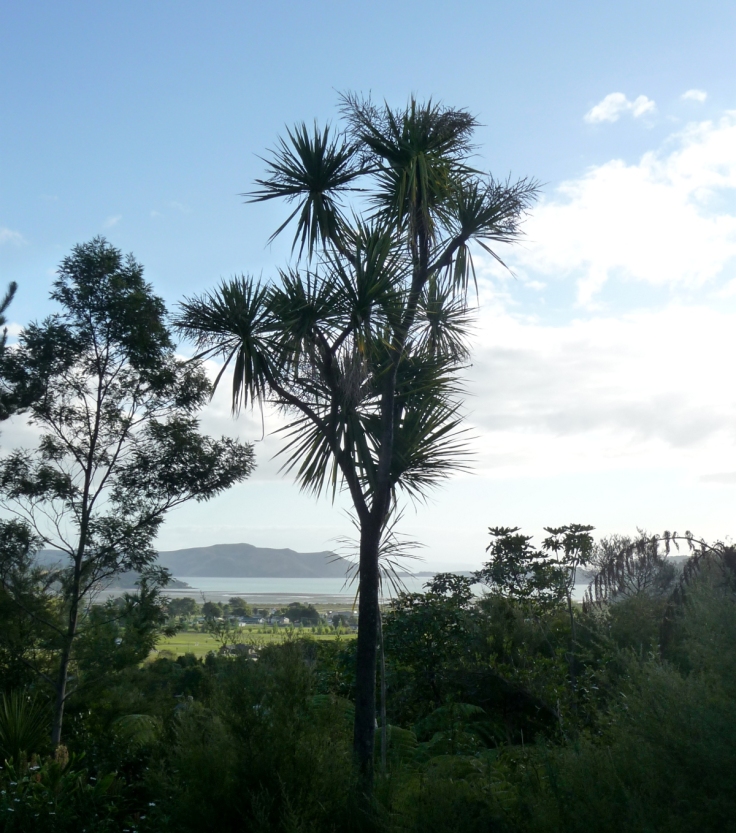 Cabbage Tree (Cordyline australis), Coromandel, New Zealand